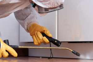 Messie Schädlingsbekämpfung Wolfenbüttel